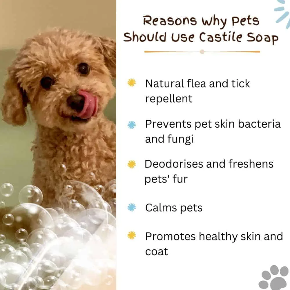 Best dog shampoo: pet castile soap